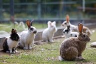 Burgerspittel im Viererfeld: Alle Hasen
